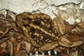 Top view of large poisonous cane toad