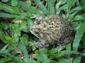 Bufo melanostictus Royalty Free Stock Photo