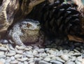 Bufo melanostictus Latin: Duttaphrynus melanostictus. Royalty Free Stock Photo