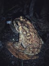 Bufo melanostictus Royalty Free Stock Photo