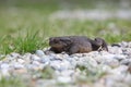 Bufo toad outdoor Royalty Free Stock Photo