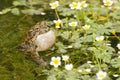 Bufo viridis Royalty Free Stock Photo