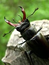 Stag Beetle Bug