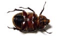 Bug Royalty Free Stock Photo