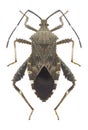 Bug Acanthocoris scaber