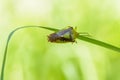 The bug acanthosoma haemorrhoidale sits on a flat sheet of grass Royalty Free Stock Photo
