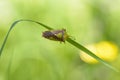 The bug acanthosoma haemorrhoidale sits on a flat sheet of grass Royalty Free Stock Photo