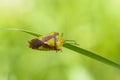 The bug acanthosoma haemorrhoidale sits on a flat sheet of grass Royalty Free Stock Photo