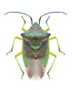 Bug Acanthosoma haemorrhoidale Royalty Free Stock Photo