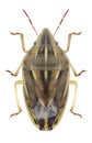 Bug Aelia rostrata Royalty Free Stock Photo
