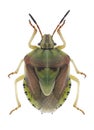 Bug Antheminia lunulata Royalty Free Stock Photo
