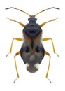 Bug Anthocoris nemorum Royalty Free Stock Photo