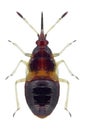 Bug Anthocoris nemorum Royalty Free Stock Photo