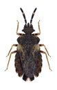 Bug Aradus versicolor Royalty Free Stock Photo