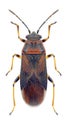 Bug Arocatus melanocephalus Royalty Free Stock Photo