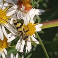 Bug on aster flower