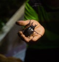 Giant Bug Atlas black Beetle on the mans hand night time Royalty Free Stock Photo