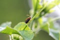 Bug , Aulacophora similis Royalty Free Stock Photo
