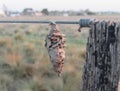 bug basket on wire in the field