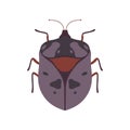 Bug Beetle Insect Species Top View Vector Illustration