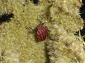 Bug beetle red with black stripes