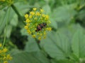 Bug on a bloomy fennel 4 Royalty Free Stock Photo