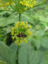 Bug on a bloomy fennel 9 Royalty Free Stock Photo