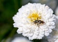 Bug on a Blossoming Chamomile, Roman - Anthemis Nobilis - white