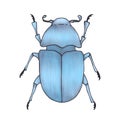 Bug blue. Hand drawn insect illustration, detailed art. Isolated bug on white background Royalty Free Stock Photo