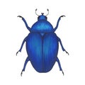 Bug blue. Hand drawn insect illustration, detailed art. Isolated bug on white background Royalty Free Stock Photo