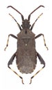 Bug Bothrostethus annulipes