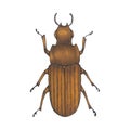 Bug brown. Hand drawn insect illustration, detailed art. Isolated bug on white background