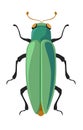Bug buprestidae jewel beetles flatheaded borers Royalty Free Stock Photo