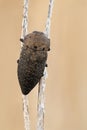 Bug Capnodis tenebricosa Royalty Free Stock Photo