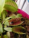 Bug catching Venus fly trap plant Royalty Free Stock Photo