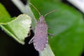 bug (Ceraleptus gracilicornis) on a green leaf in the garden