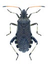 Bug Ceraleptus gracilicornis