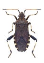 Bug Ceraleptus gracilicornis Royalty Free Stock Photo