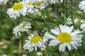 The bug Cetonia aurata or Rose chafer on chamomile in the garden. The bug on the white daisy flower. Close-up Royalty Free Stock Photo