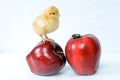 Bug and chicken on an apple... Royalty Free Stock Photo