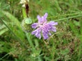 A bug and a cootie on a violet flower