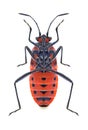 Bug Corizus hyoscyami underside Royalty Free Stock Photo