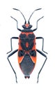 Bug Corizus hyoscyami