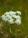 Bug on Cow Parsnip flower in Birmingham`s park Royalty Free Stock Photo