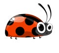 bug cute face big eyes red and black color nice face toy