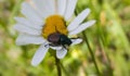 Bug on the daisy flower. Slovakia Royalty Free Stock Photo