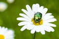 Green shiny flower chafer beetle on daisy, Cetonia aurata Royalty Free Stock Photo