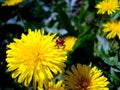 Bug. Dandelion. Royalty Free Stock Photo