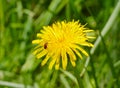 Bug on a dandelion Royalty Free Stock Photo