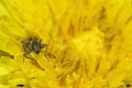 Bug on dandelion yellow flower Royalty Free Stock Photo